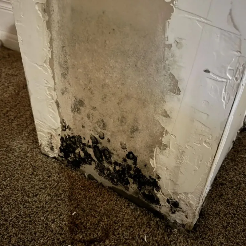Professional Mold Removal in Graniteville, SC